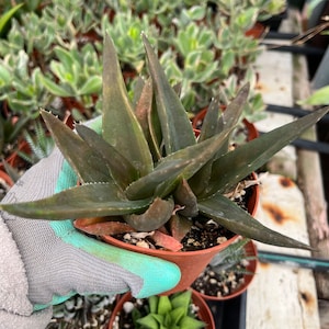 Alworthia