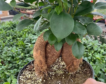 Ficus microcarpa