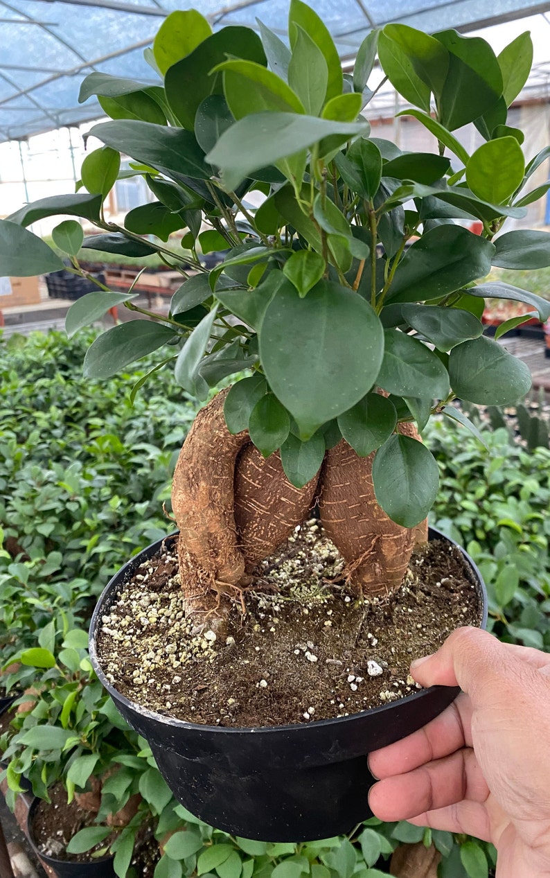 Ficus microcarpa image 1