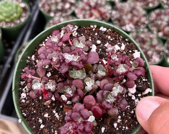 Cactiandexotica Sedum Spathulifolia Carnea