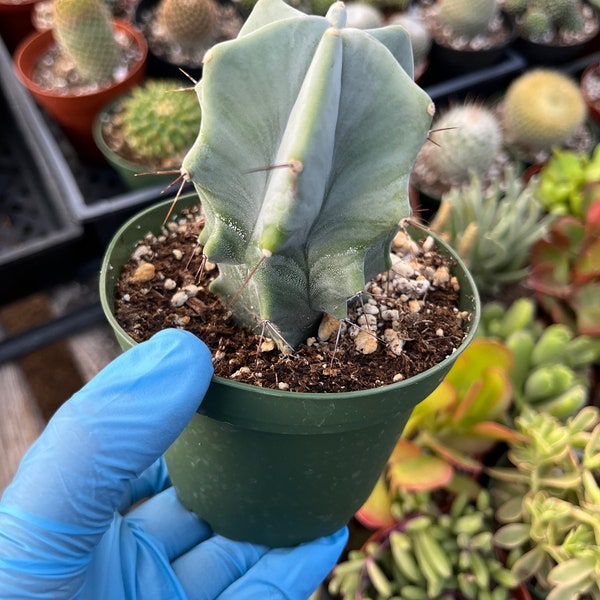 CactiandExotica Stenocereus pruinosus | Gray ghost organ pipe