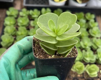 Cactiandexotica | Portulaca