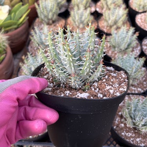 Aloe erinacea