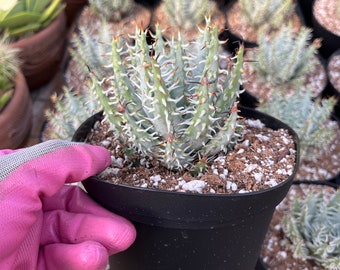 Aloe erinacea