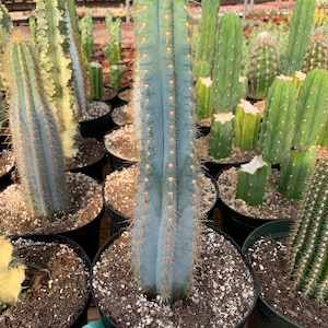 Blue torch cactus