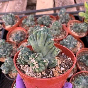 Cactiandexotica Cereus forbesii | Ming thing