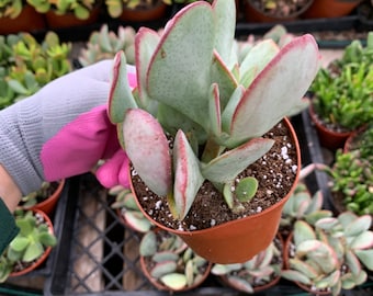 Cactiandexotica | Silver Dollar Jade | Crassula arborescens