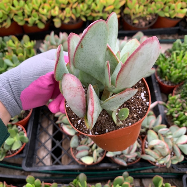 Cactiandexotica | Silver Dollar Jade | Crassula arborescens