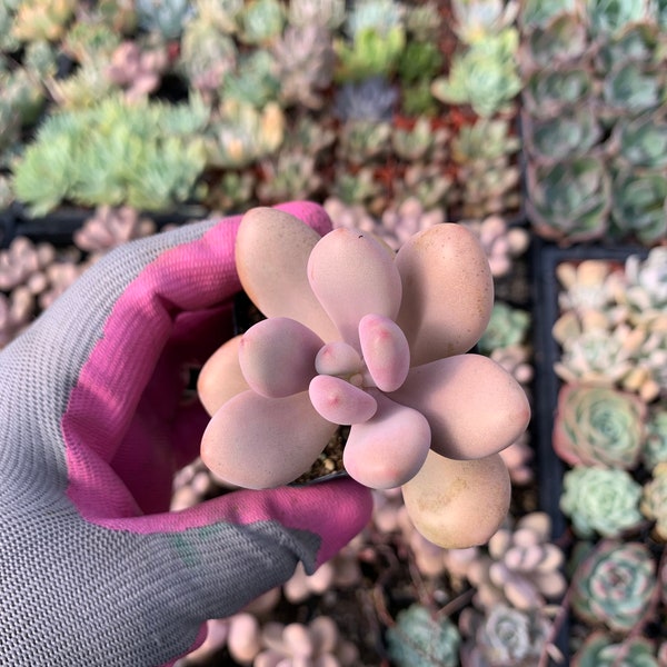 Graptopetalum Lavender Pebbles