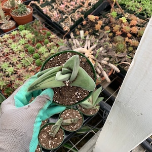 Aloe green Ice