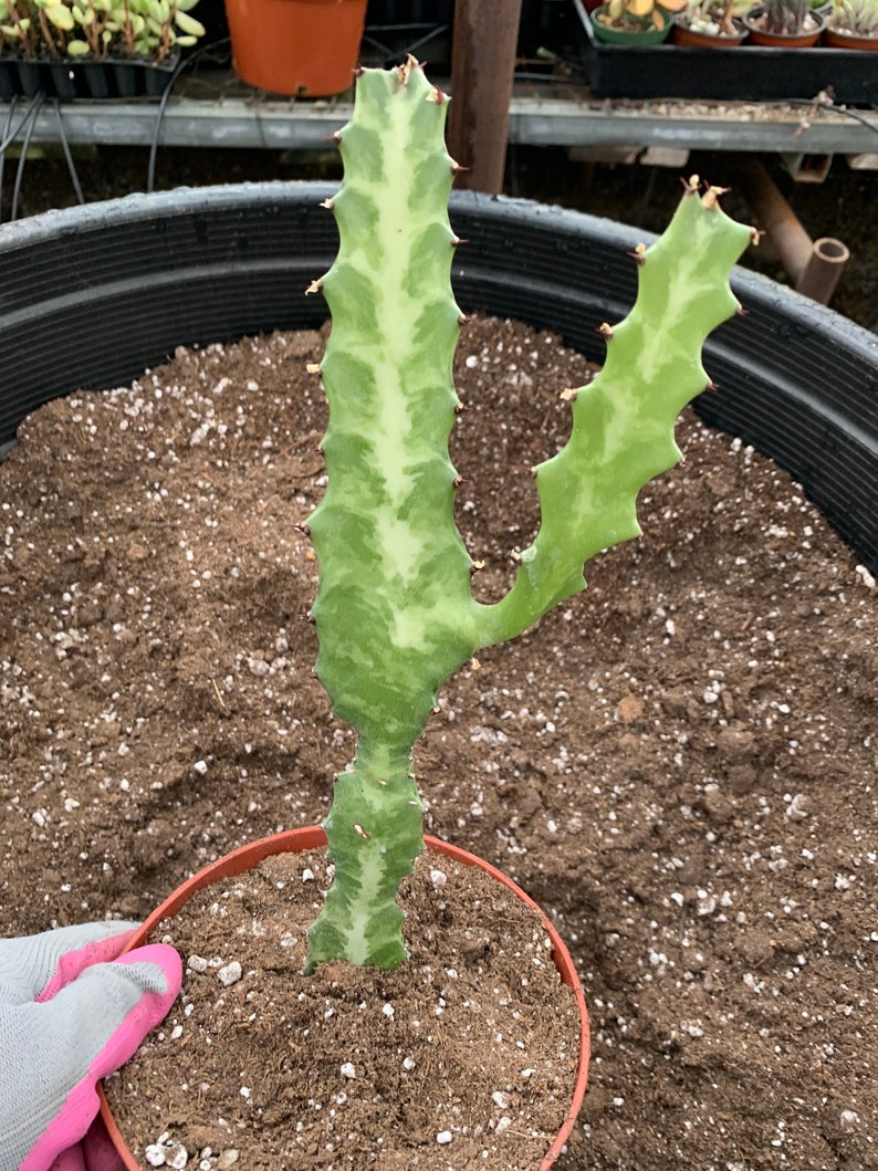 Euphorbia pseudocactus