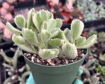 Cotyledon tomentosa variegata--- Bear&#39;s Paw