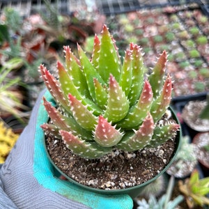 Aloe crosbys prolific
