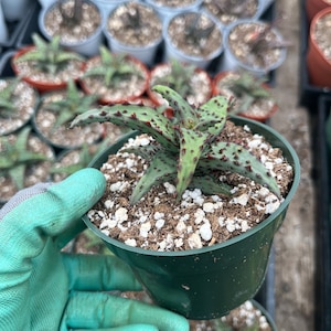 Aloe Castilloniae 4&quot;