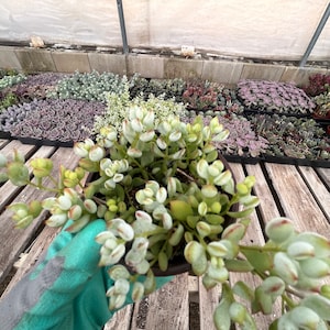 Cotyledon pendens --cliff cotyledon