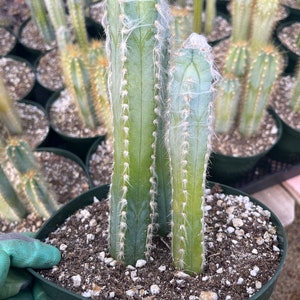 Cactiandexotica | Blue Torch Cactus | 6&quot; Pot