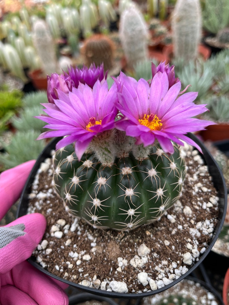 Notocactus uebelmannianus 4 and 6 Pot image 3