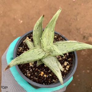 Aloe Snow Drift