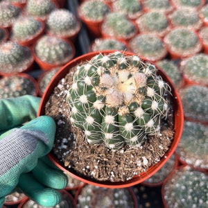 Notocactus uebelmannianus 4 and 6 Pot image 4