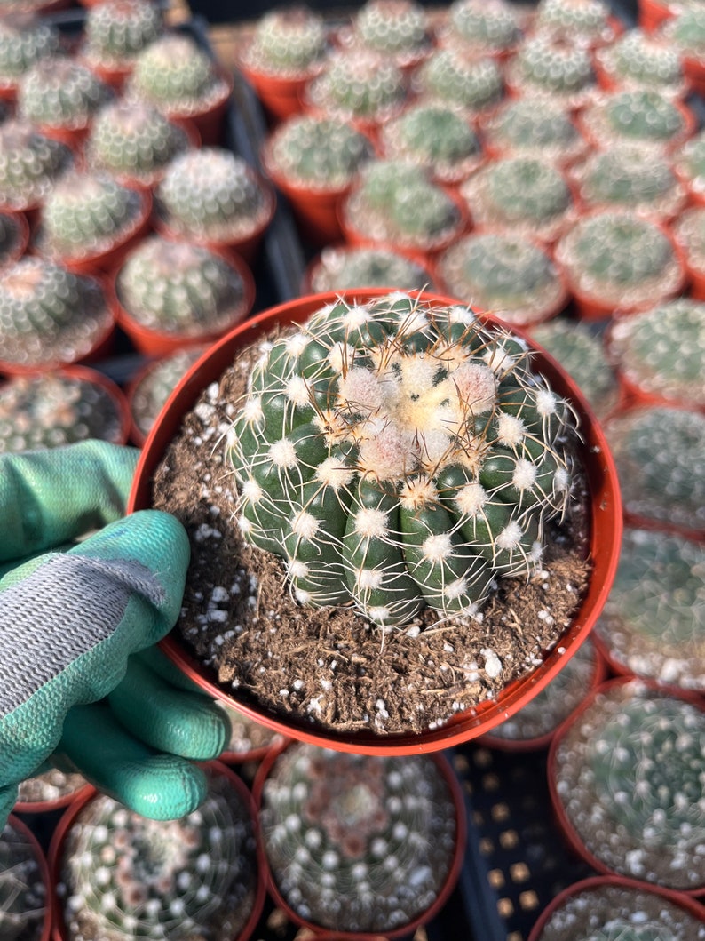 Notocactus uebelmannianus 4 and 6 Pot image 4