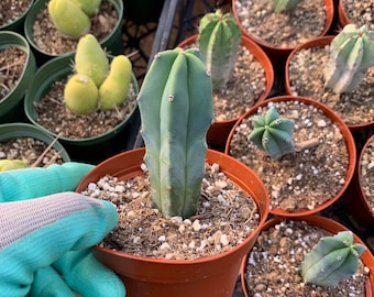 Blue Myrtle Cactus