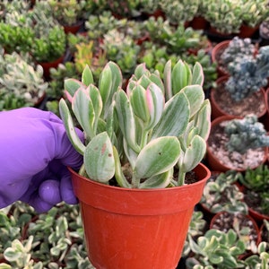 Crassula ovata Tricolor--- Jade Plant