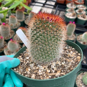 Mammillaria spinosissima