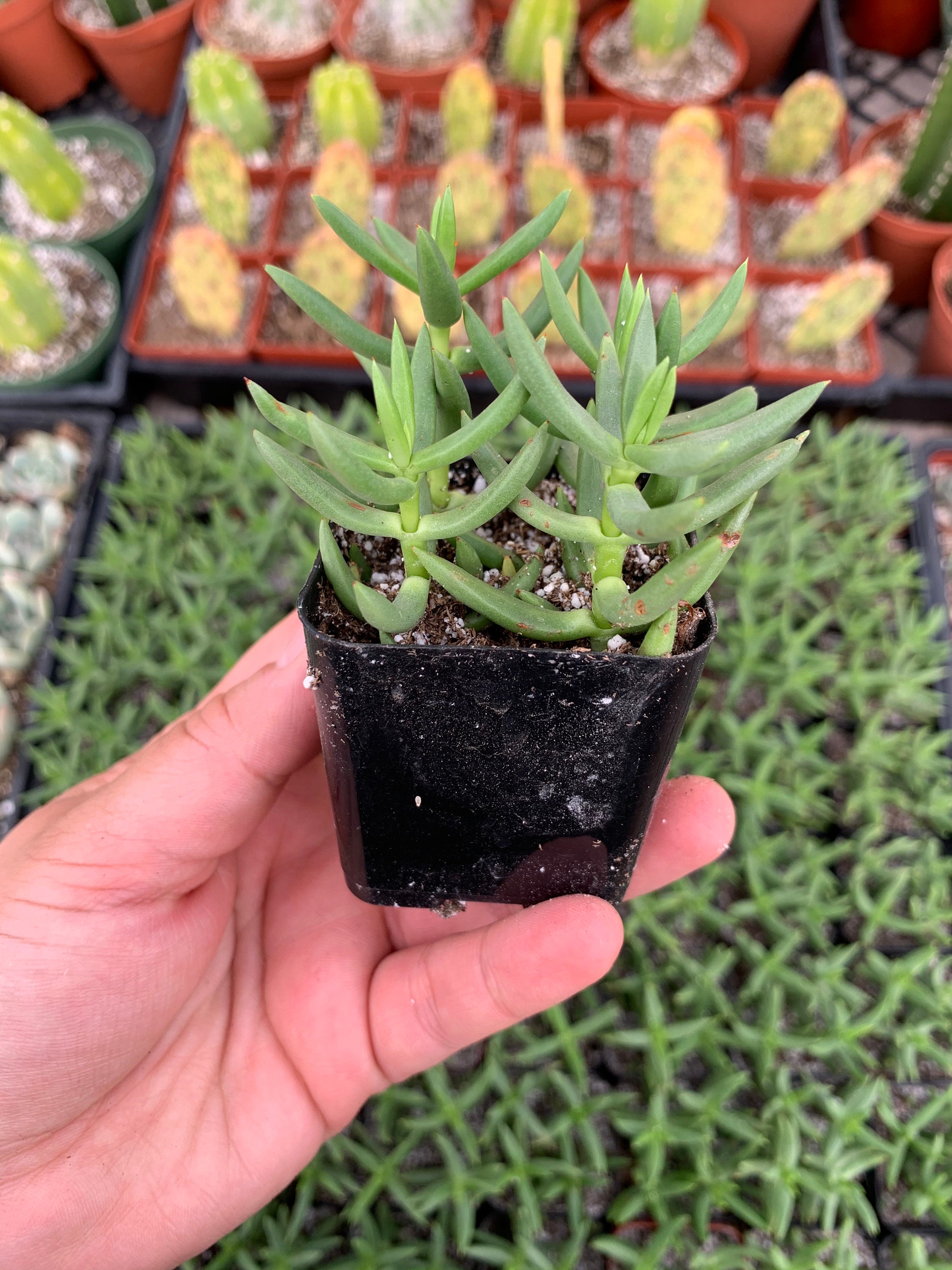 Crassula Tetragona 'Miniature Pine Tree' 2 inch