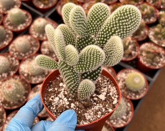 Opuntia mycrodasys White Bunny Ears