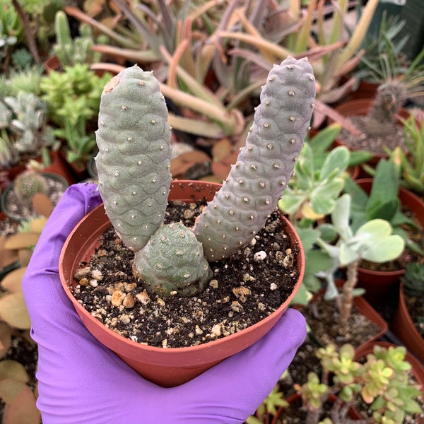 Cactiandexotica Tephrocactus Inermis | Pine Cone Cactus