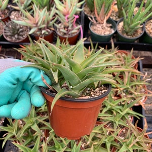Aloe ciliaris | Climbing Aloe