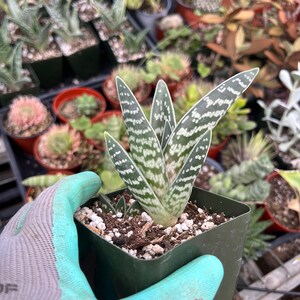 Aloe variegata Tiger aloe image 6