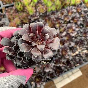 Aeonium arboreum---Black Rose