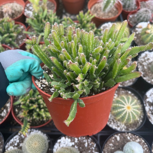 Rhipsalis Cereoides | Houseplant Indoor Plant | 6" Pot