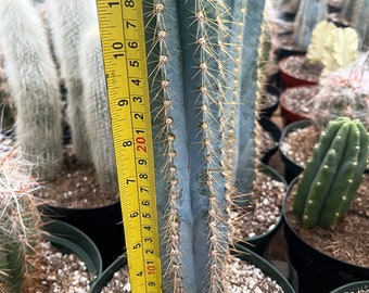 Cactiandexotica | Pilosocereus | Blue torch cactus | Over 12" in height