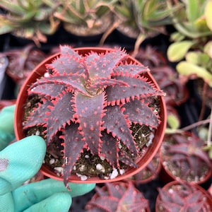 Aloe hybrid--- Christmas sleigh