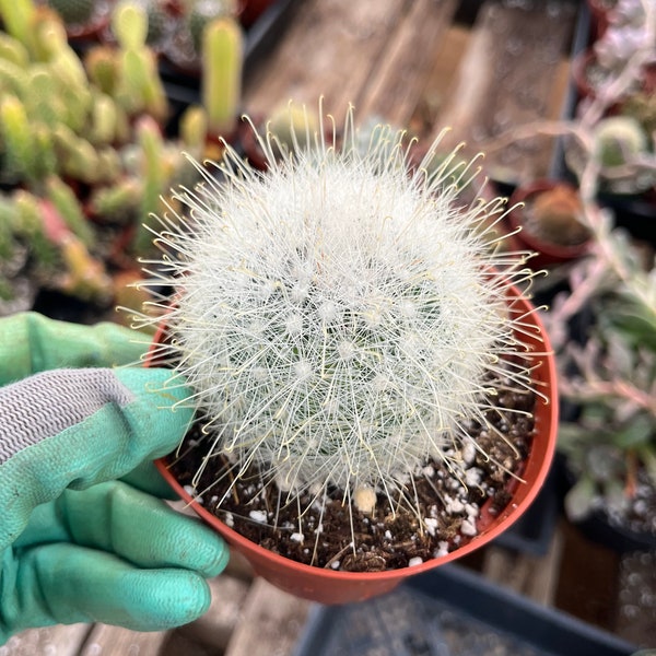 CactiandExotica Mammillaria senilis | Snow ball cactus
