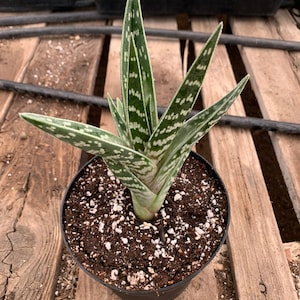 Aloe variegata Tiger aloe image 3