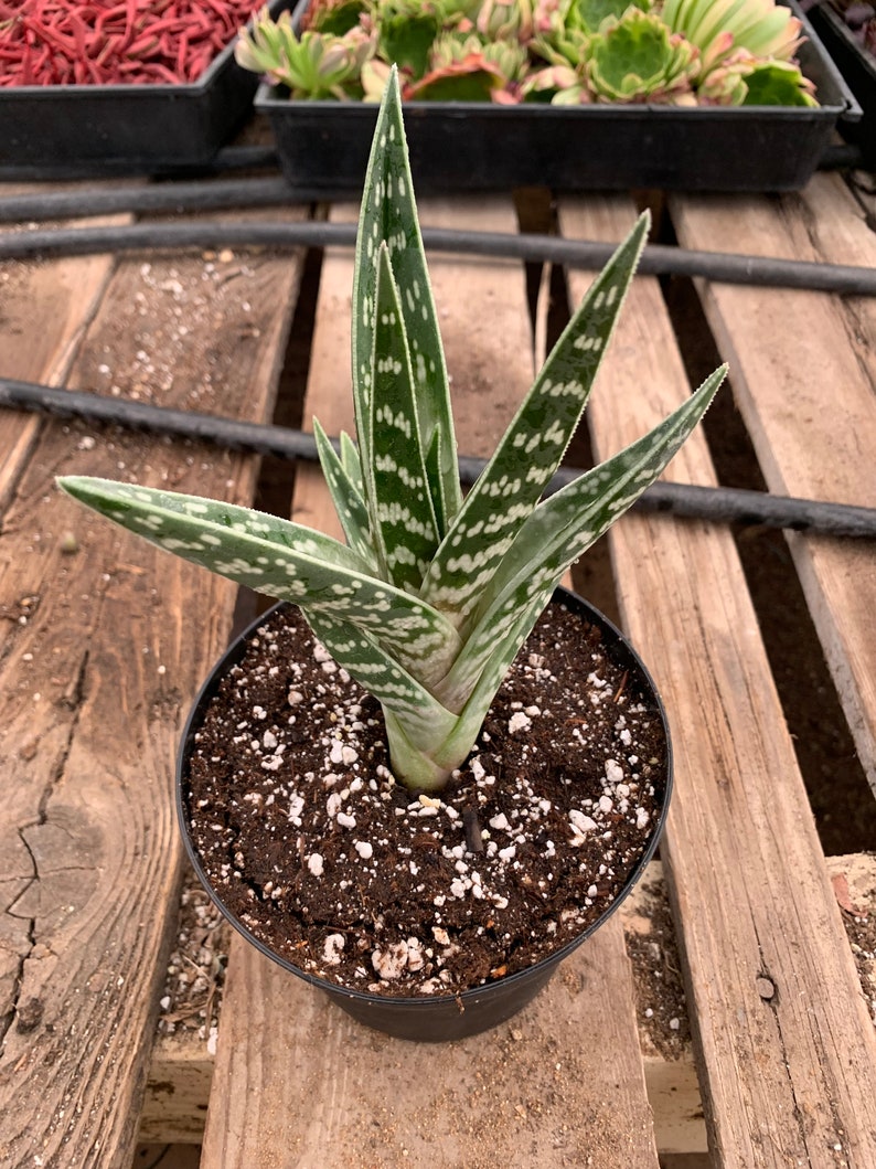 Aloe variegata Tiger aloe image 3