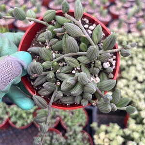 Cactiandexotica | String of Watermelon | 4&quot; Pot