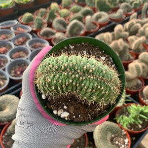 Cactiandexotica | Echinocereus cristata