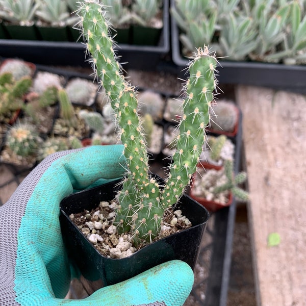 CactiandExotica | Cylindropuntia Cholla Cactus