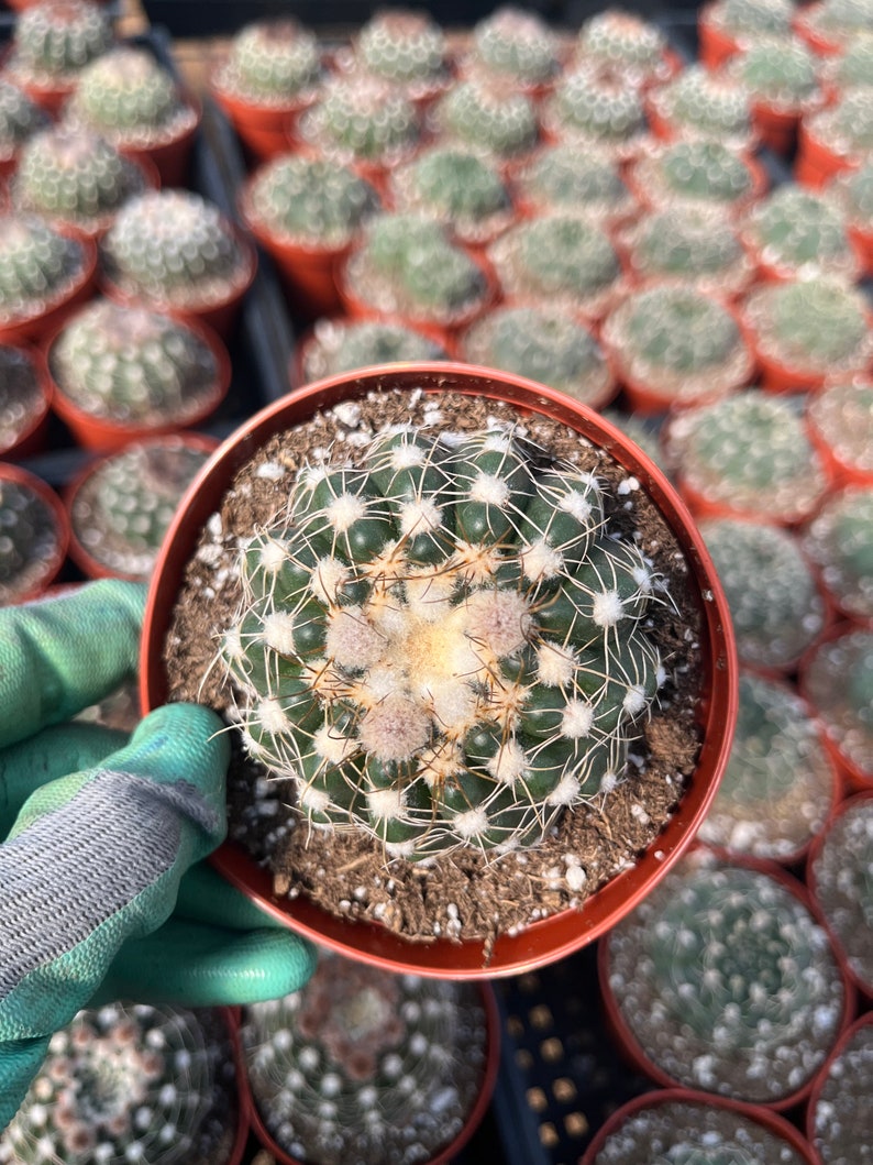 Notocactus uebelmannianus 4 and 6 Pot image 5