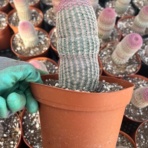 Echinocereus Rainbow Cactus