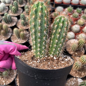Cactiandexotica | Pilosocereus Gounellei | 6&quot; pot