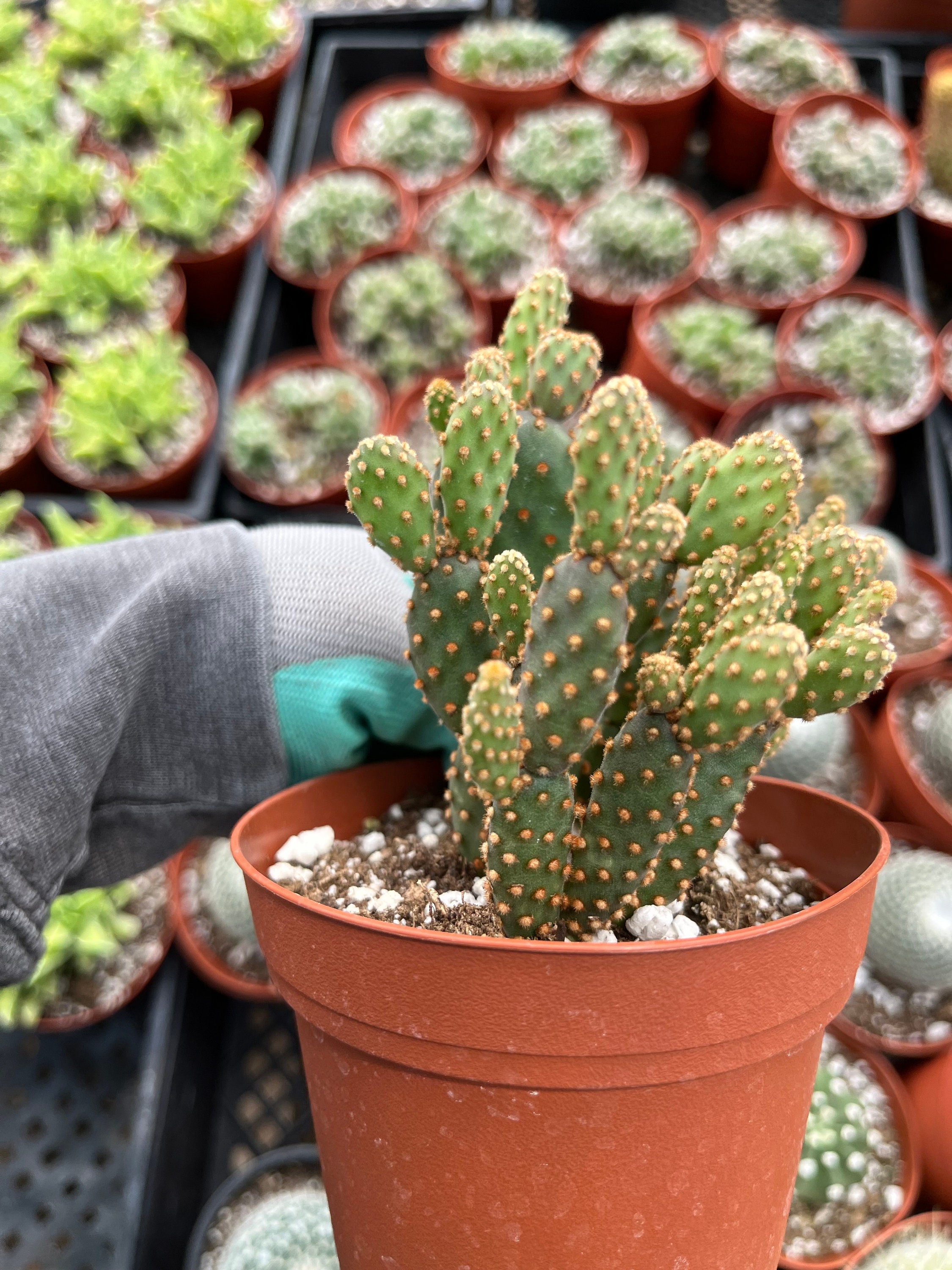 Cactiandexotica Opuntia Rufida Minima Mini Cinnamon Cactus Etsy