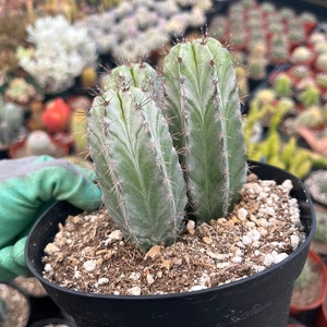 Cactiandexotica | Polaskia Chichipe | 6&quot; pot | 3 columnar cactus