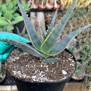Aloe Swordfish |  6&quot; Pot | Cactiandexotica
