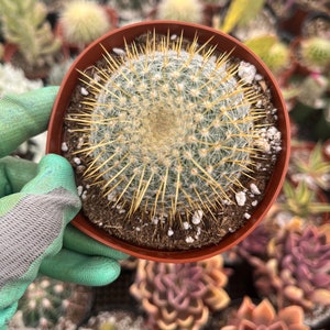 Mammillaria | Golden pincushion