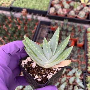 Aloe brevifolia | Short Leaved Aloe